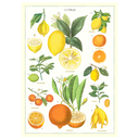 Citrus
