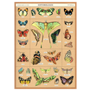 Entomology