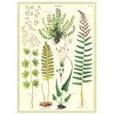 Ferns