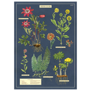 Herbarium