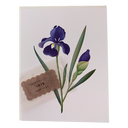 Scented Iris