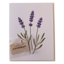 Scented Lavender