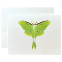 Luna Moth