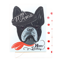 Mon Amie Dog