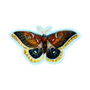 Polyphemus Moth Sticker