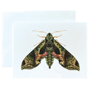 Pandora Sphinx Moth