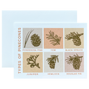 Types of Pinecones
