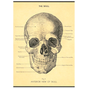 The Skull Anterior