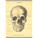 The Skull Anterior