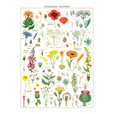 Wildflowers