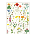 Wildflowers
