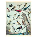 Audubon Birds