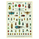 Bugs & Insects