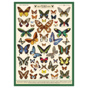 Field Guide to Butterflies
