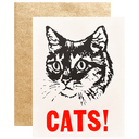 Cats!