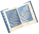Anna Atkins' Fern Book