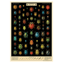 Field Guide to Beetles