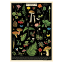 Field Guide to Foraging