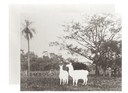 Hello There Llamas