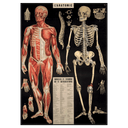 L'Anatomie