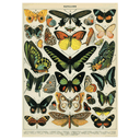 Papillons
