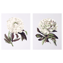 Peony Blossoms