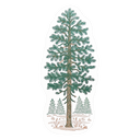 Pine Tree Postcard