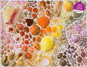 Rainbow Seashells Puzzle