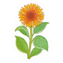 Sunflower Postcard