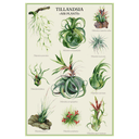 Tillandsia