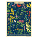 Field Guide to Wildflowers