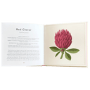 Little Guide to Wildflowers